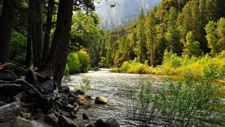 Serene Forest River Amidst Lush Greenery wallpaper