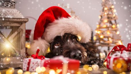 Festive Christmas Dog Wallpaper wallpaper