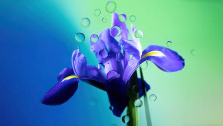 Purple Iris with Dewy Water Droplets wallpaper