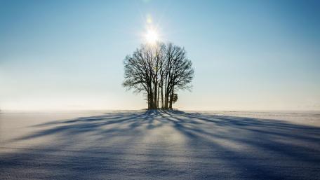 Winter Solitude in Sunlit Serenity wallpaper