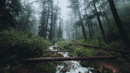 Forest Serenity in Misty Embrace wallpaper