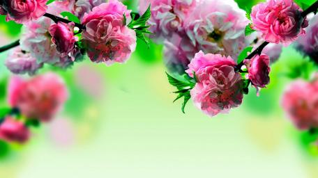 Pink Roses in Springtime Splendor wallpaper