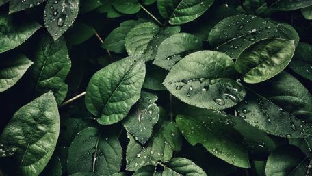 Freshly Dewed Green Leaves wallpaper