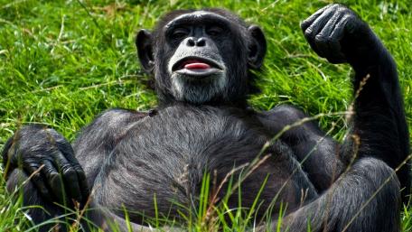 Relaxed Chimpanzee in a Grassy Habitat wallpaper