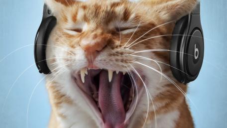 Cat Singing with Headphones on wallpaper