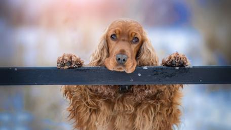 Adorable English Cocker Spaniel Waiting for Attention wallpaper