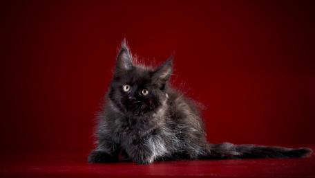 Maine Coon Kitten on a Bold Background wallpaper