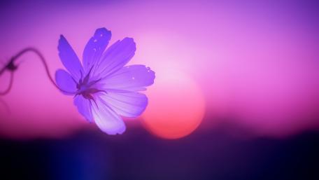 Dreamy Cosmos Flower Under a Pink Sky wallpaper
