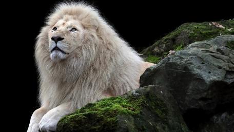 Majestic White Lion on a Mossy Rock wallpaper