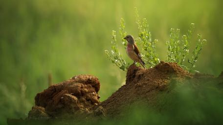 Serene Bird Among Lush Greenery wallpaper