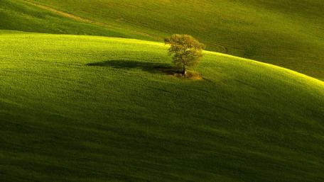 Lone Tree on Rolling Green Hills wallpaper
