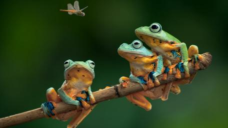Frogs Strategizing Their Next Meal wallpaper