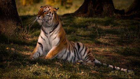 Majestic Tiger Relaxing in Nature's Embrace wallpaper