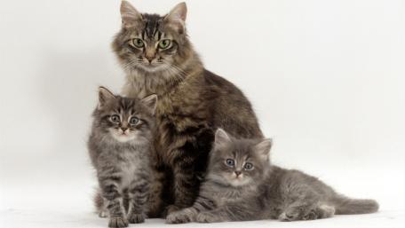 Charming Family of Feline Companions wallpaper