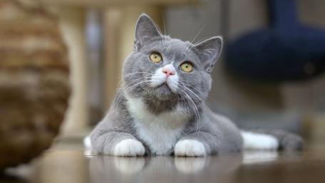 Curious Cat Gazing Upward with Wonder wallpaper