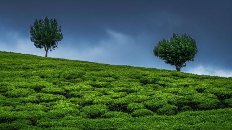 Vibrant Tea Plantation Under a Cloudy Sky wallpaper