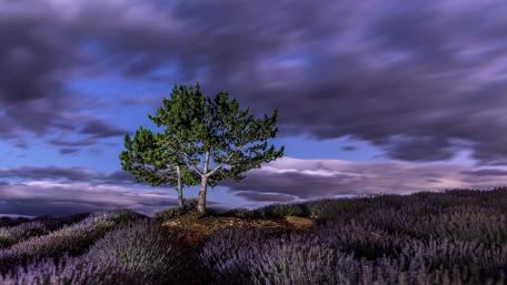 Solitary Tree Amidst Lavender Fields wallpaper