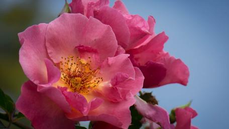 Delicate Pink Garden Roses Blooming Beautifully wallpaper