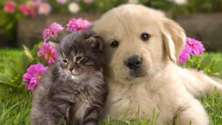 Paws and Blossoms Friendship wallpaper