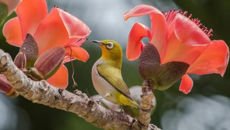 Vibrant Bird Among Blossoming Flowers wallpaper