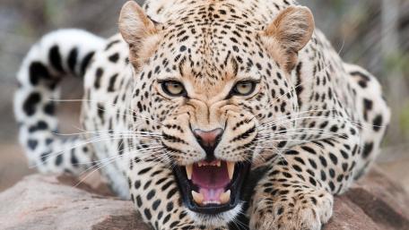 Jaguar Roaring in its Natural Habitat wallpaper