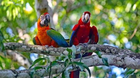 Vibrant Parrots Perched Among the Leaves wallpaper