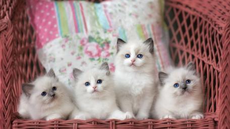 Playful Ragdoll Kittens in a Cozy Basket wallpaper