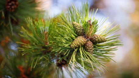 Nature's Evergreen Beauty in Detail wallpaper