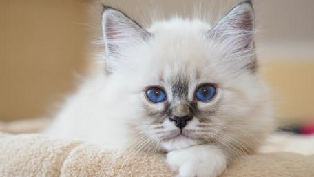 Fluffy Birman Kitten with Captivating Blue Eyes wallpaper