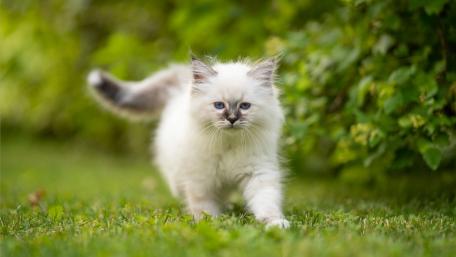 Elegant Birman Cat in a Natural Setting wallpaper