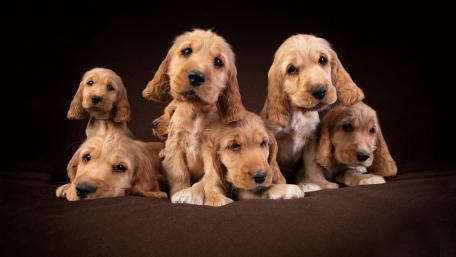 Adorable Cocker Spaniel Puppies Grouping Together wallpaper