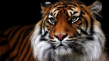 Tiger's Gaze in the Shadows wallpaper