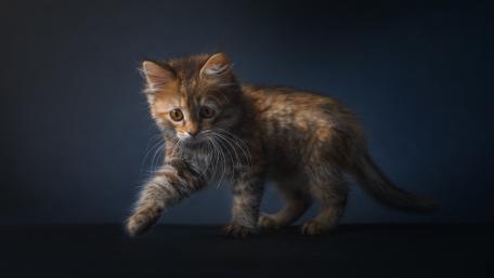 Playful Tabby Kitten Captured in Shadows wallpaper