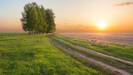 Serene Sunset Over a Tranquil Field and Trees wallpaper