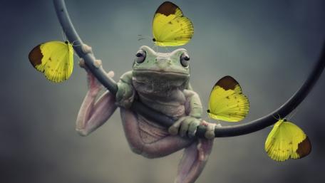 Charming Frog with Butterflies Surrounding It wallpaper