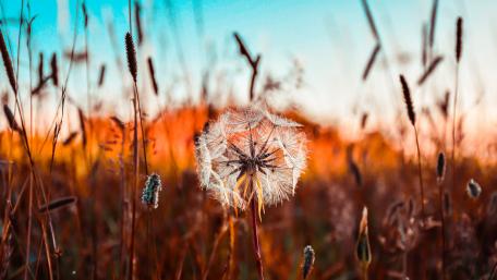 Serene Dandelion in a Summer Meadow wallpaper