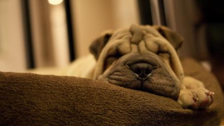 Adorable Shar Pei Puppy Taking a Nap wallpaper