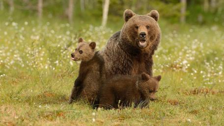 Heartwarming Bear Family in Nature wallpaper