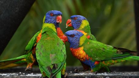 Colorful Rainbow Lorikeets in Playful Gathering wallpaper
