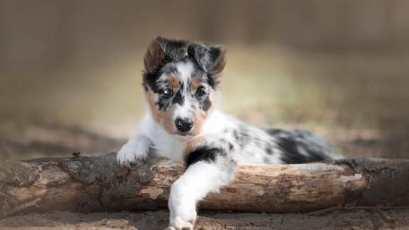 Adorable Australian Shepherd Puppy Relaxing in Nature wallpaper