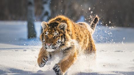 Winter Sprint of the Majestic Tiger wallpaper