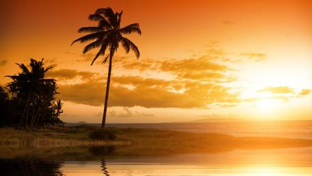 Tropical Sunset with Majestic Palm Tree wallpaper