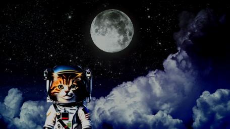 THE SPACE CAT wallpaper