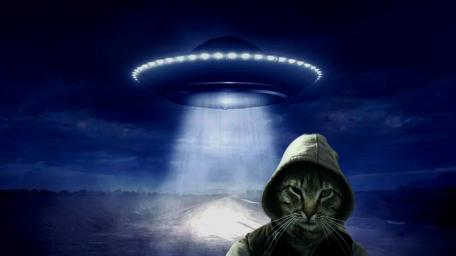 Alians beware of the gangster Cat wallpaper