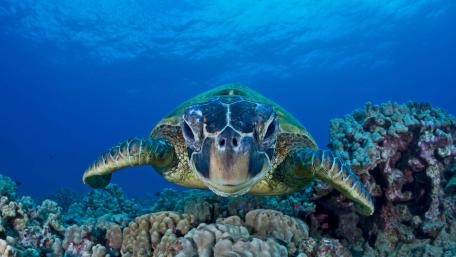 Sea turtle wallpaper