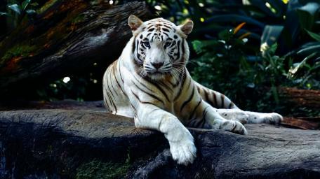 Albino white tiger. just relaxing wallpaper