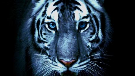 Majestic Tiger with Piercing Blue Eyes wallpaper