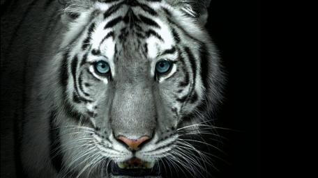 tiger wallpaper