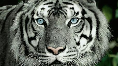 Beware of extreme tiger stair down wallpaper