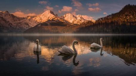 Tranquil Swans at Serene Mountain Lake wallpaper
